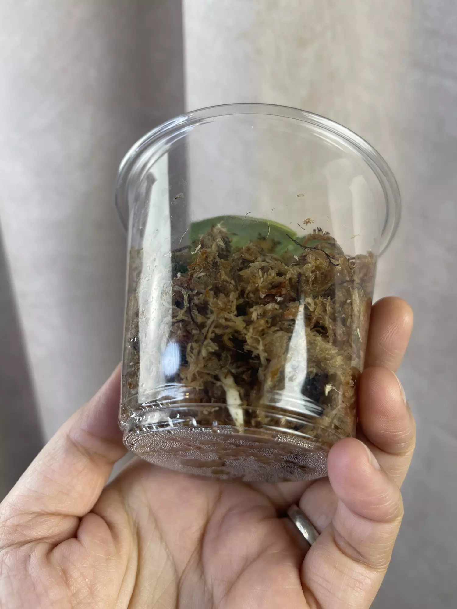 plant/Verde Lux silver splash aurea variant-1