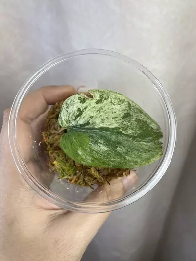 plant/scindapsus spearmint-0-thumbnail