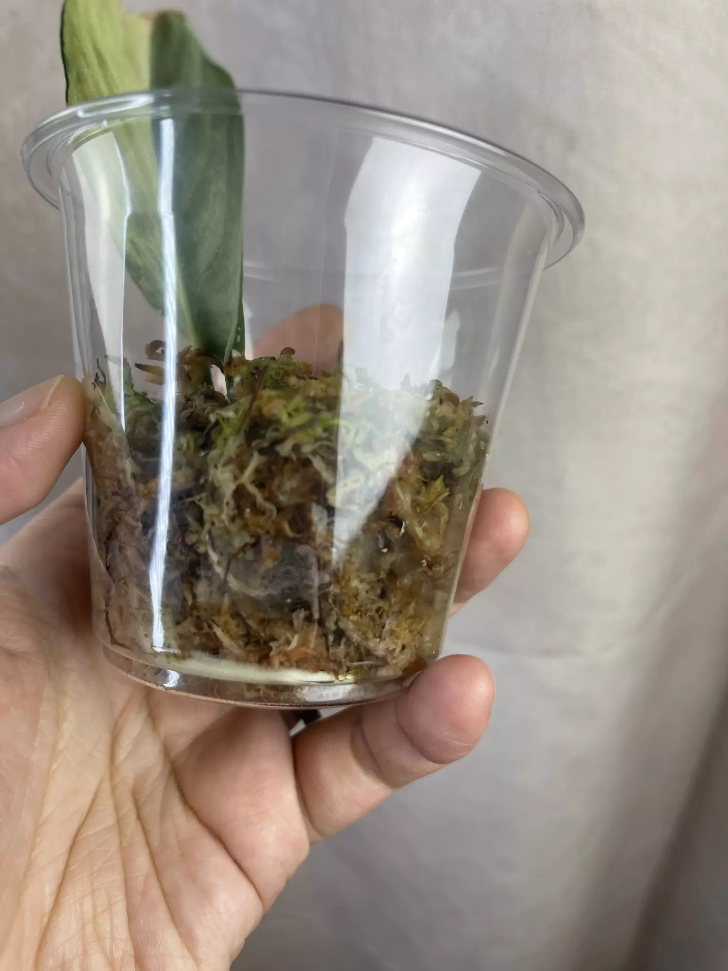 plant/scindapsus argy senopati-1