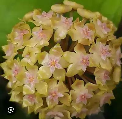 plant/Hoya Priktai Rooted Cutting-1-thumbnail