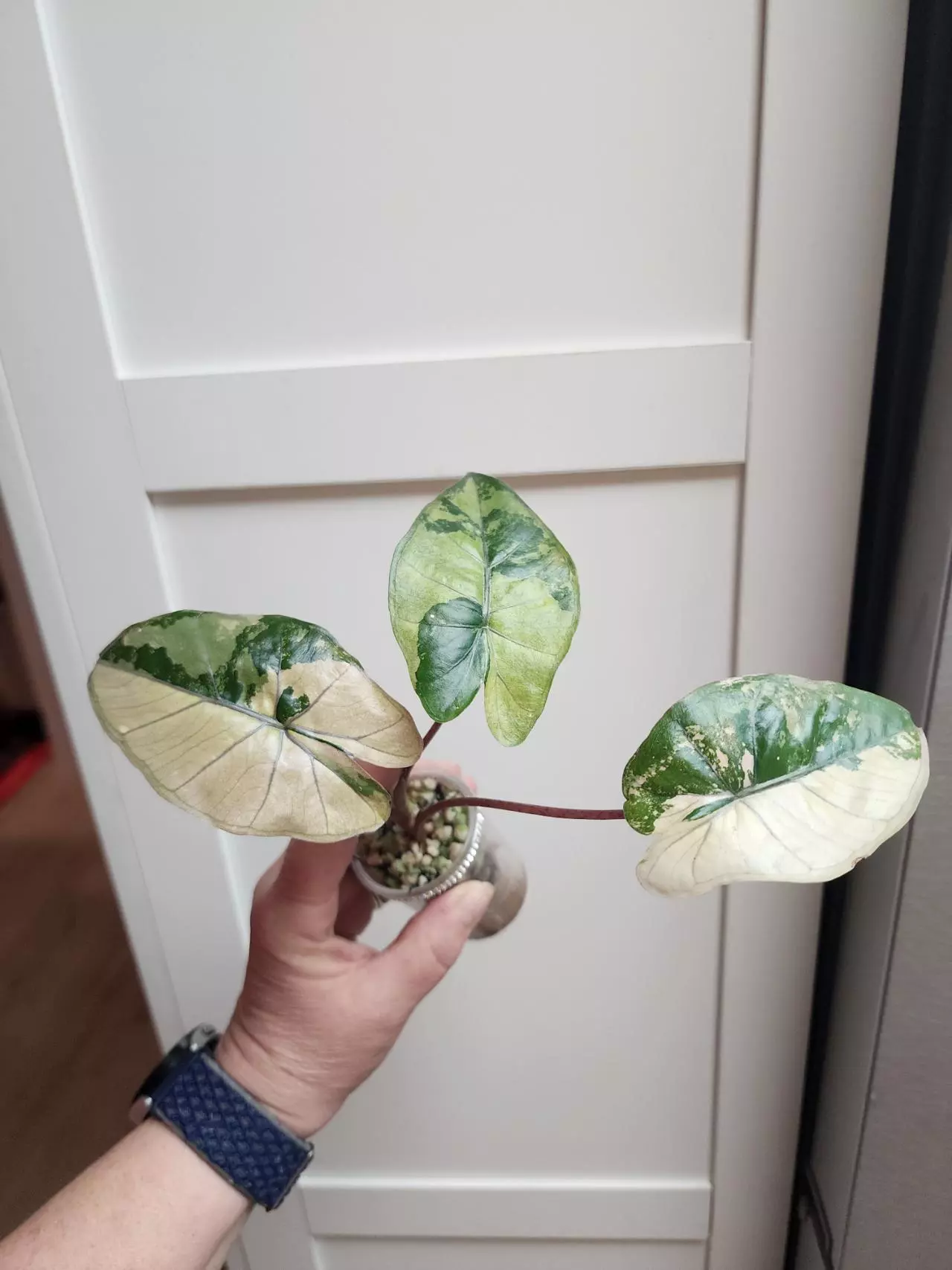 plant/Alocasia Yucatan Princess Tricolor-0