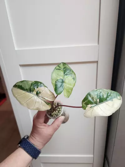 plant/Alocasia Yucatan Princess Tricolor-0-thumbnail