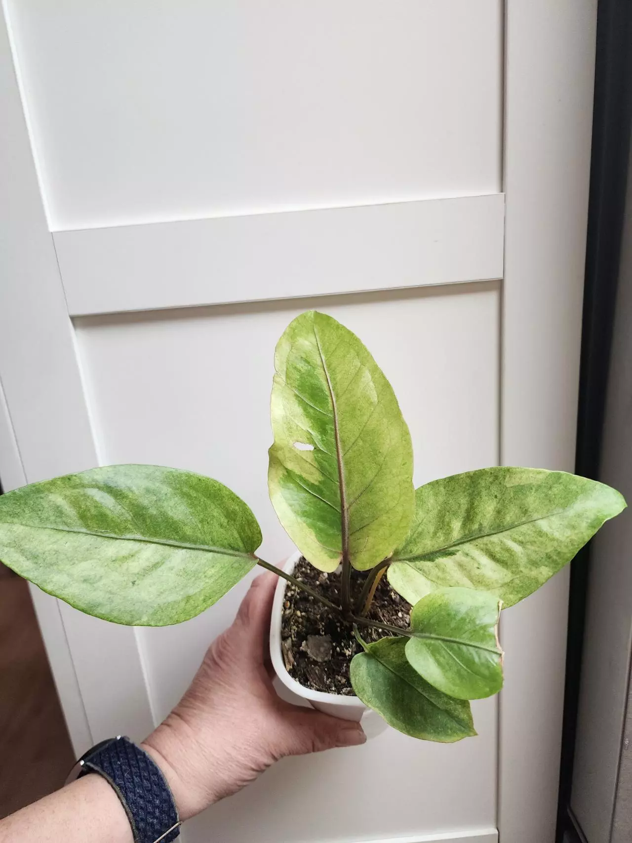 plant/Anthurium Bonplondii Variegated-0