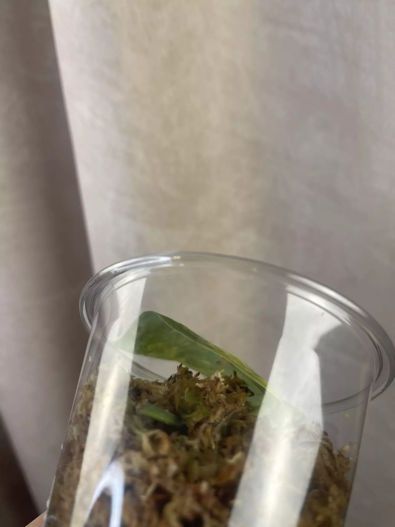 plant/Verde Lux silver splash aurea variant-2