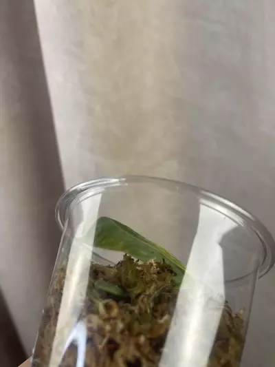 plant/Verde Lux silver splash aurea variant-2-thumbnail