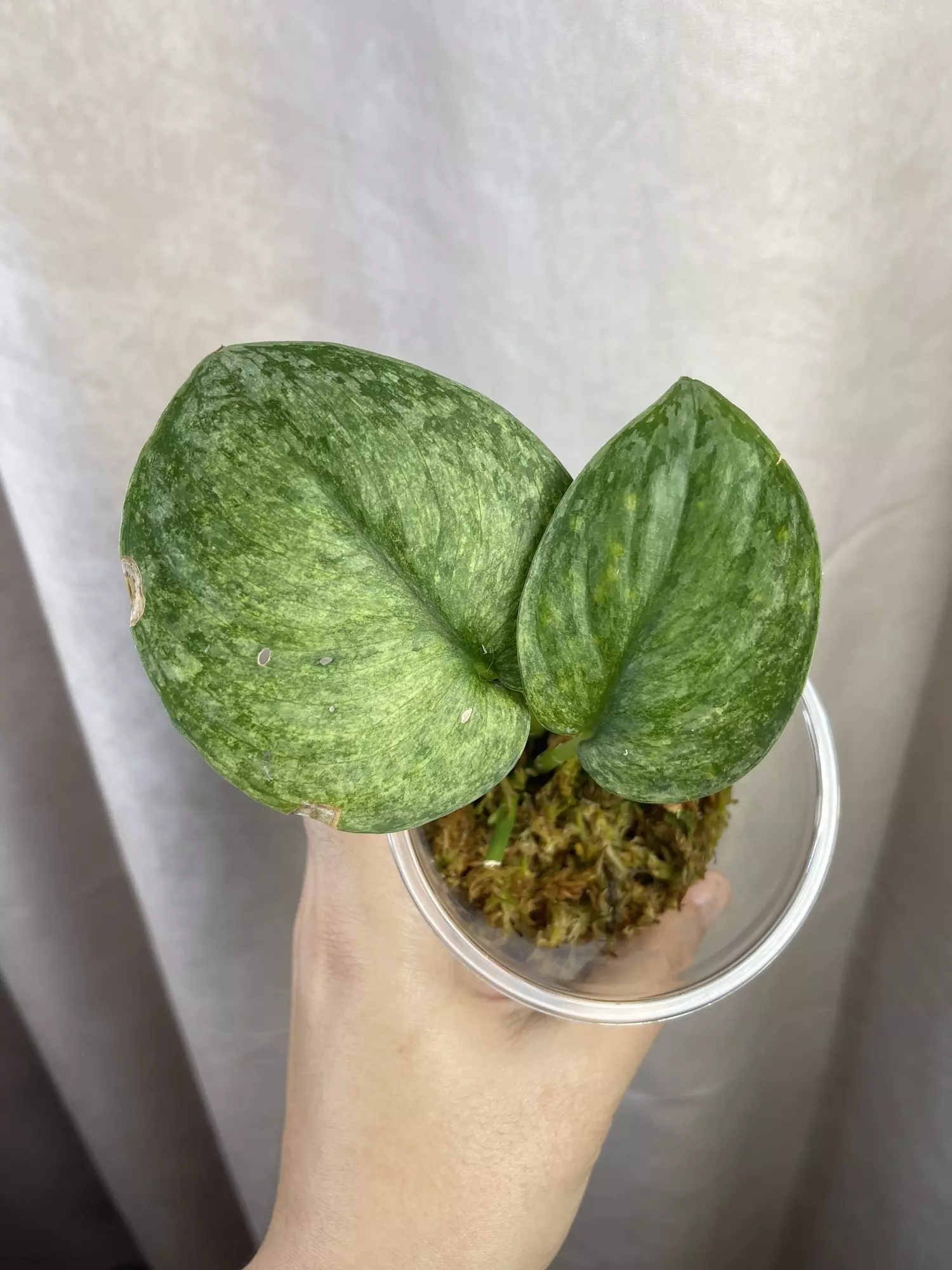 plant/scindapsus nagara 3 nodes active growth-0