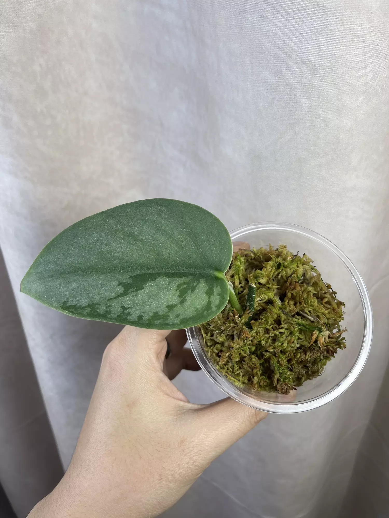 plant/scindapsus silver knight no id-0