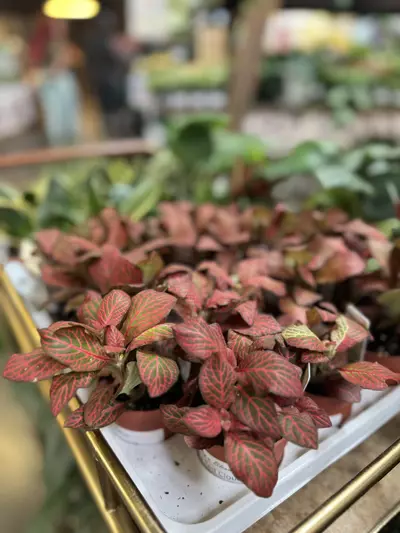 plant/Fittonia Red Cloud 3” *Grower’s Choice*-0-thumbnail