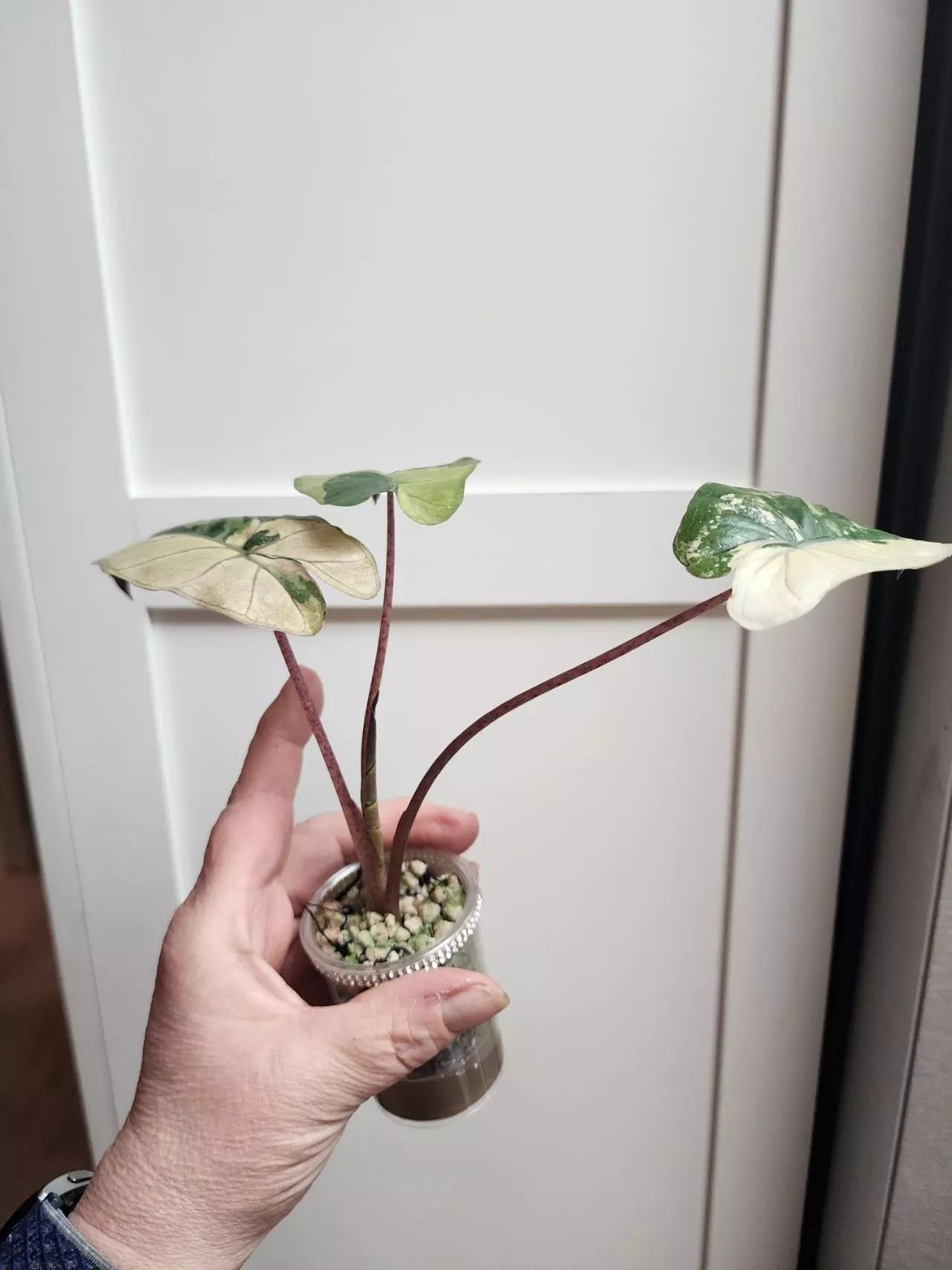 plant/Alocasia Yucatan Princess Tricolor-1