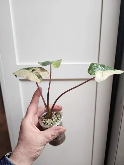 plant/Alocasia Yucatan Princess Tricolor-1-thumbnail