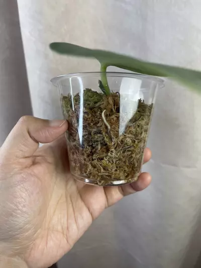 plant/scindapsus silver knight no id-2-thumbnail