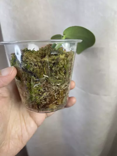 plant/scindapsus silver knight no id-3-thumbnail