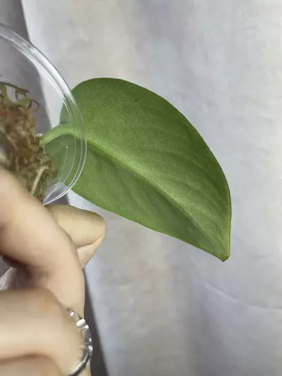 plant/scindapsus silver knight no id-1-thumbnail