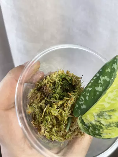 plant/scindapsus argy senopati-3-thumbnail