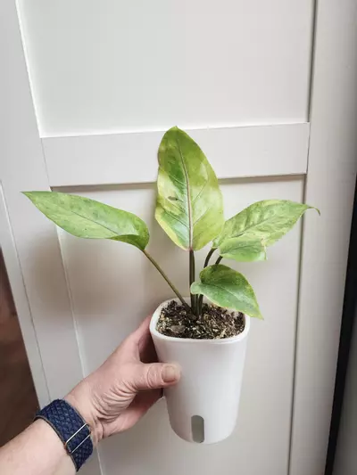 plant/Anthurium Bonplondii Variegated-1-thumbnail