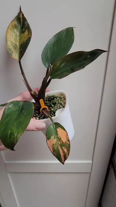 plant/Red Congo Philodendron-1-thumbnail