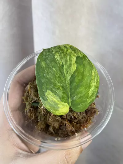 plant/Verde Lux silver splash aurea variant-0-thumbnail