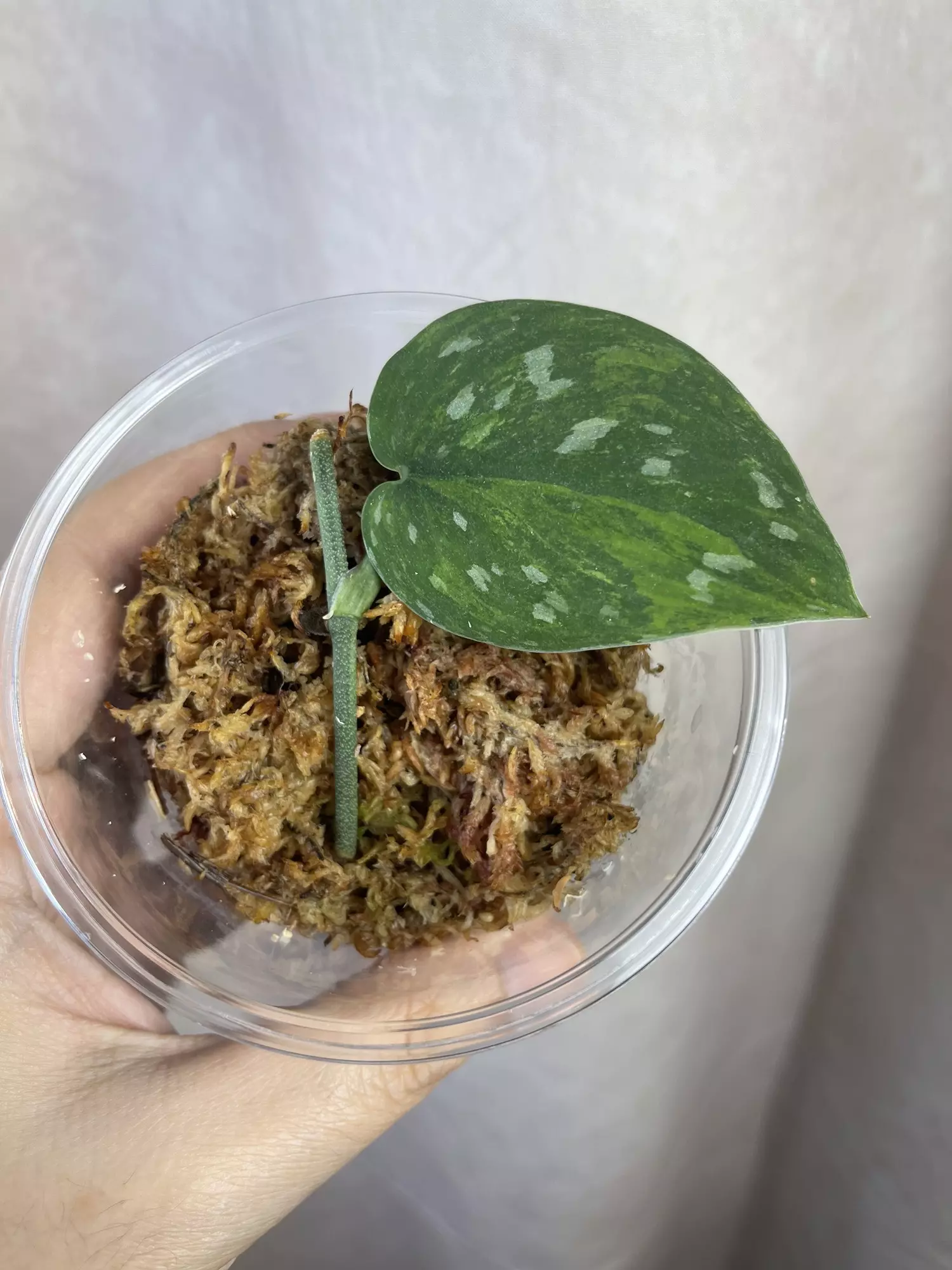 plant/scindapsus dark argy gog/tricolor-0