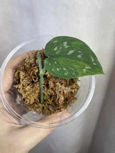 plant/scindapsus dark argy gog/tricolor-0-thumbnail