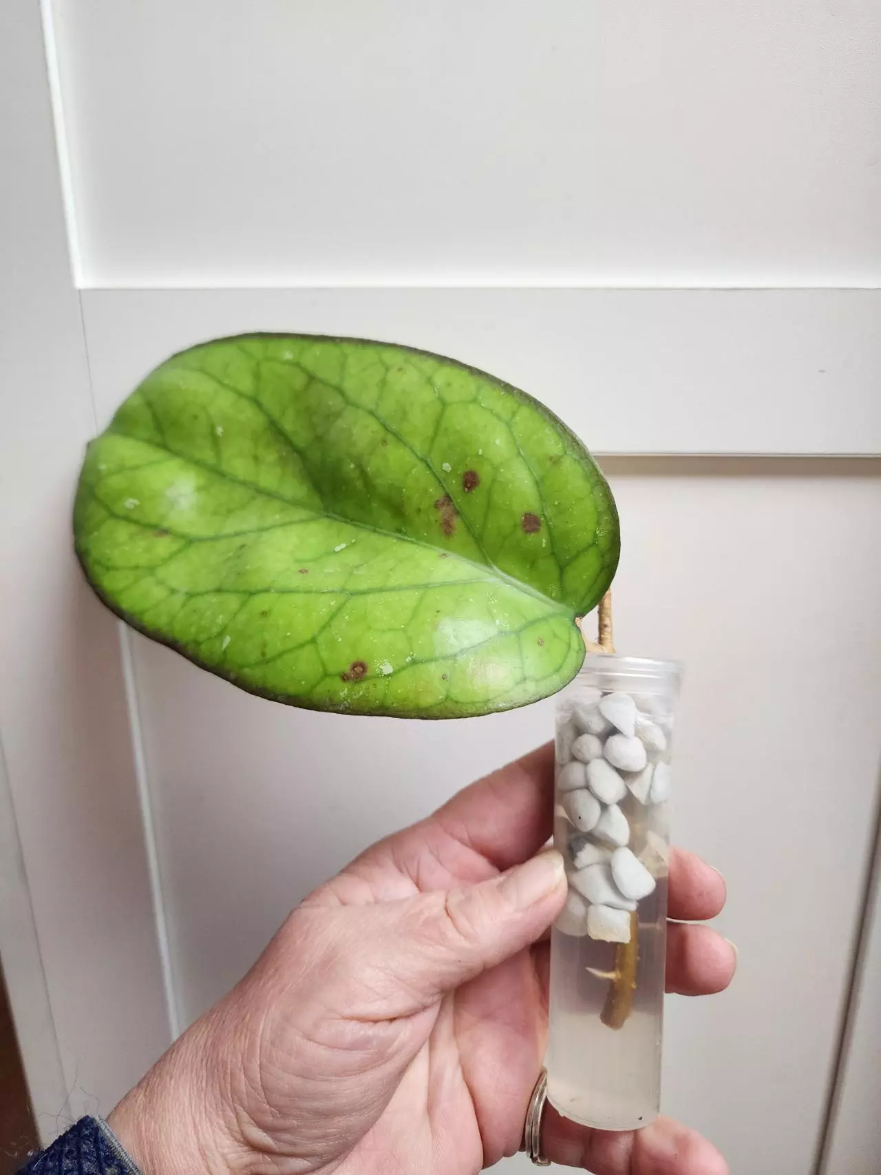 plant/Hoya Priktai rooted cutting-0