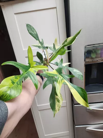 plant/Florida Beauty Philodendron #2-0-thumbnail