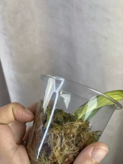 plant/scindapsus argy senopati-2-thumbnail