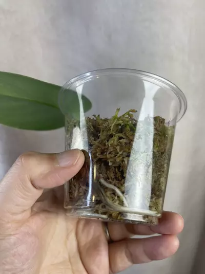 plant/scindapsus silver knight no id-2-thumbnail