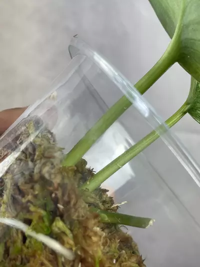 plant/scindapsus nagara 3 nodes active growth-2-thumbnail