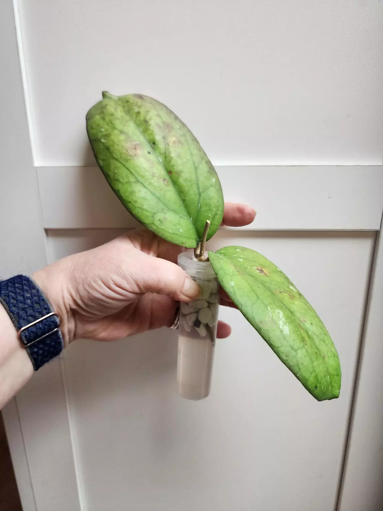 plant/Hoya Priktai Rooted Cutting-0