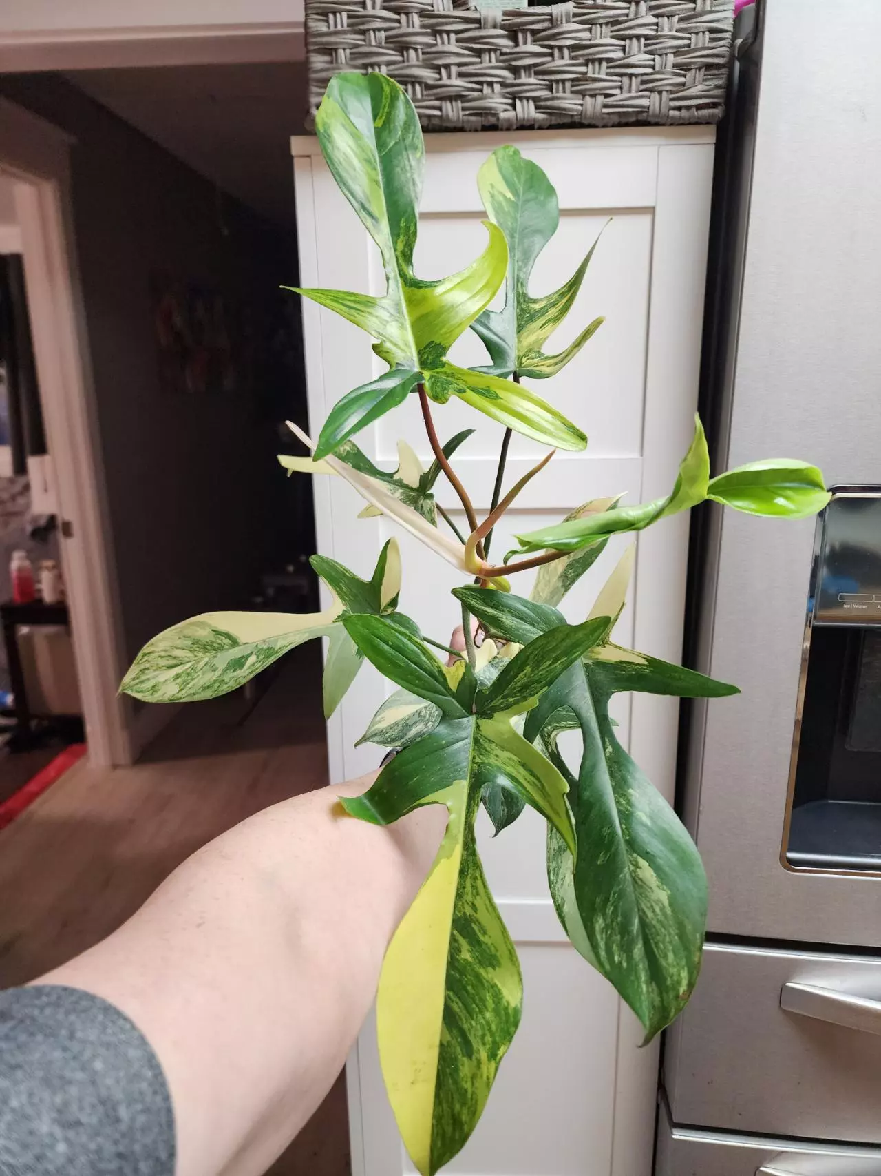 plant/Florida Beauty Philodendron-0