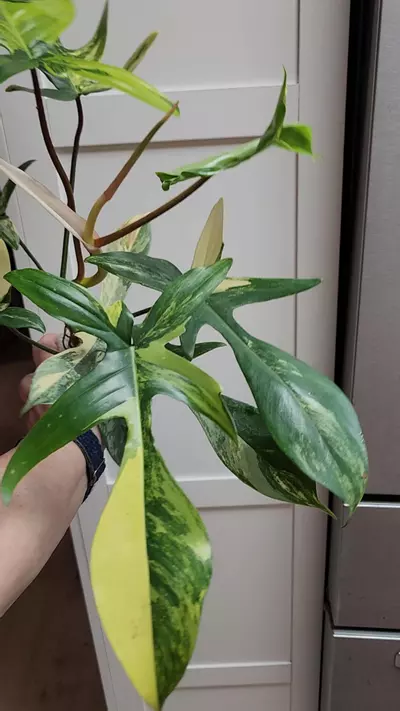 plant/Florida Beauty Philodendron-1-thumbnail