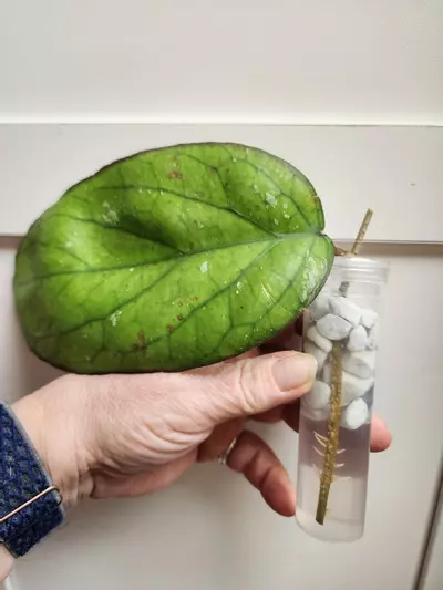 plant/Hoya Priktai rooted cutting-0-thumbnail