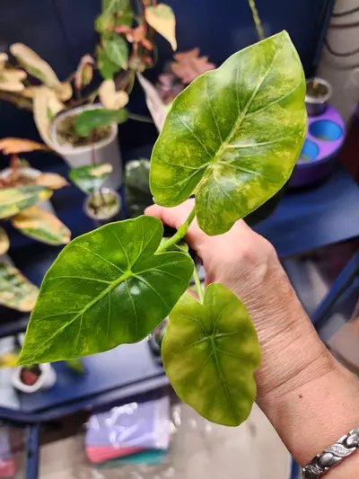 plant/Alocasia Gageana Aurea-0-thumbnail