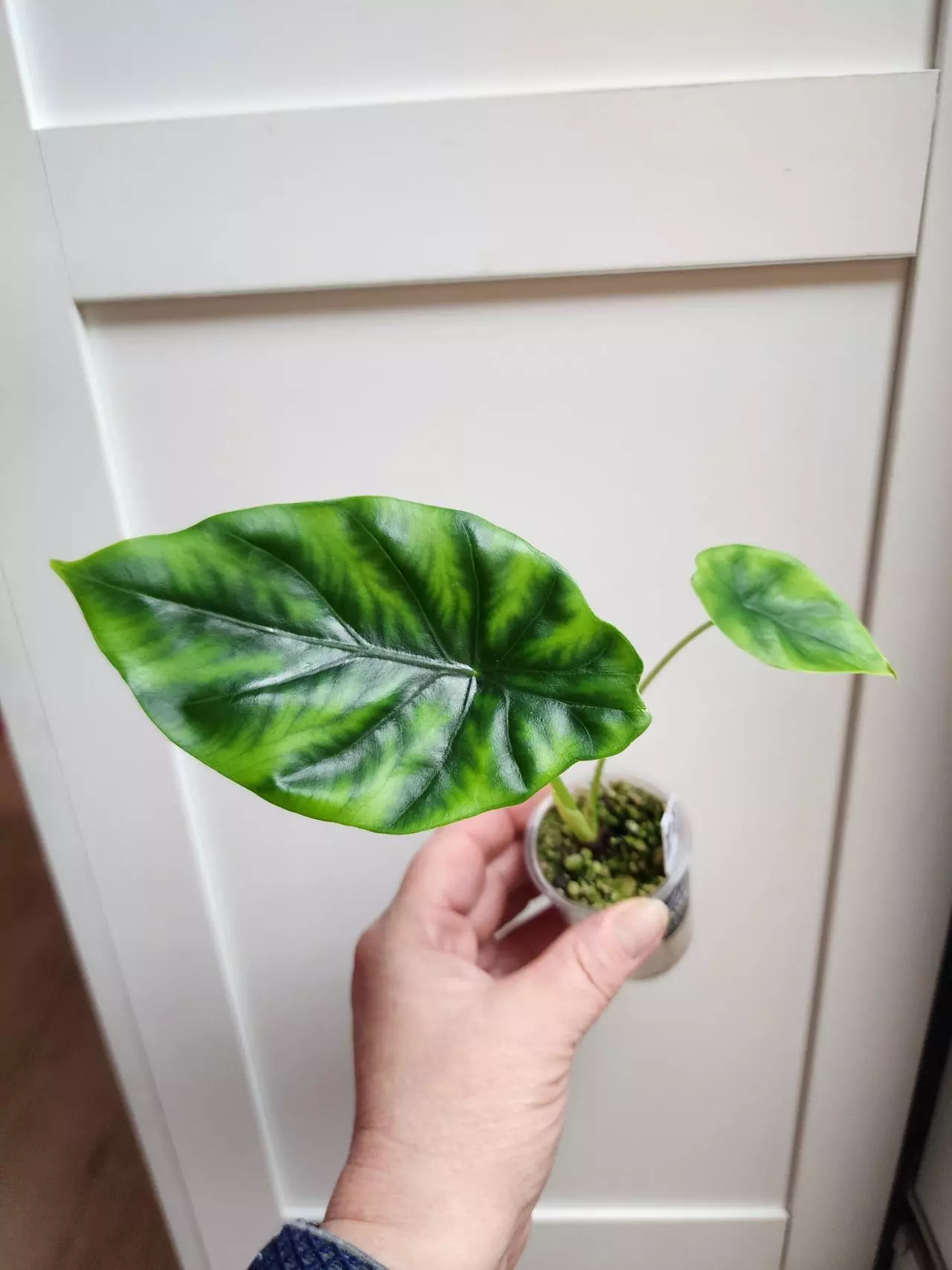 plant/Alocasia Clypeolata Green Shield-0