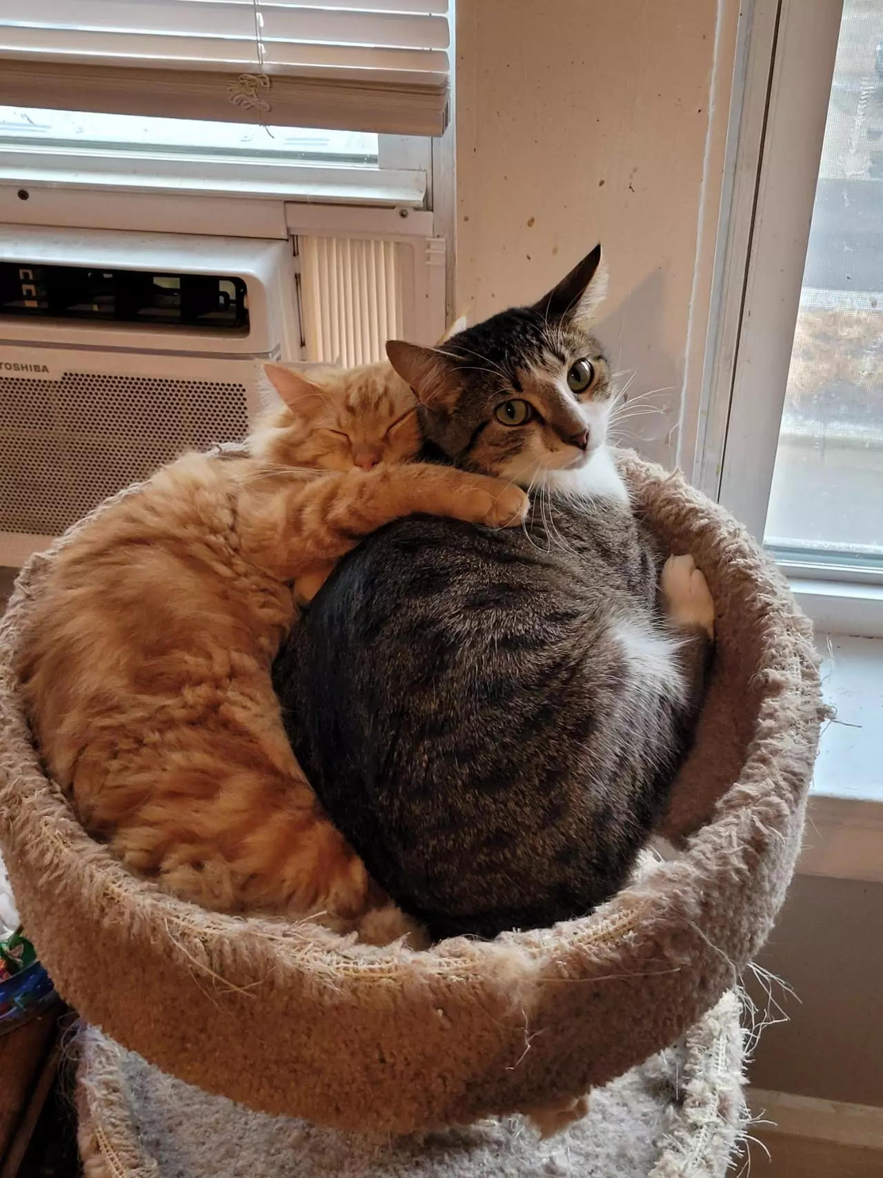 plant/Treats for my boys-0