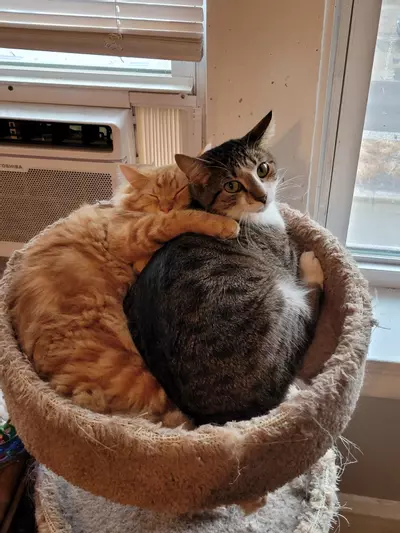 plant/Treats for my boys-0-thumbnail