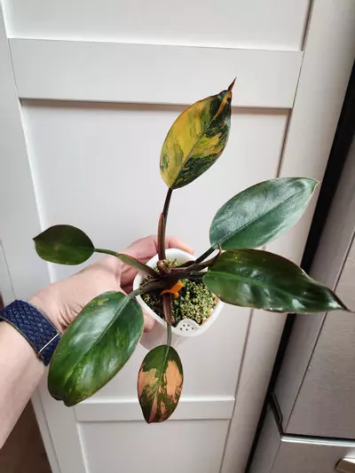 plant/Red Congo Philodendron-0-thumbnail