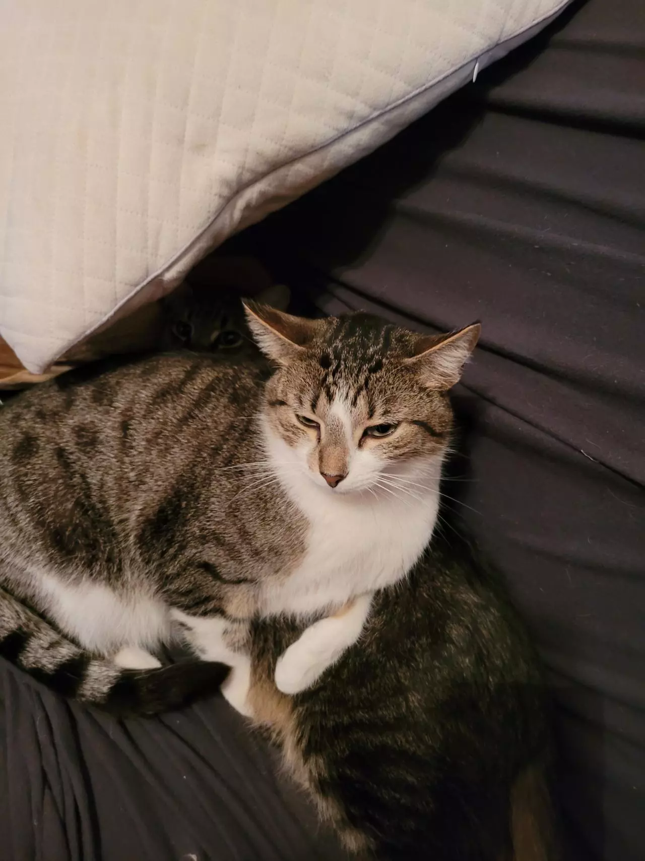 plant/Treats for my boys-1