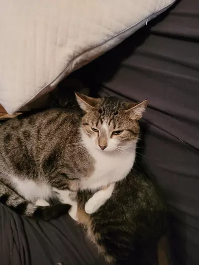 plant/Treats for my boys-1-thumbnail