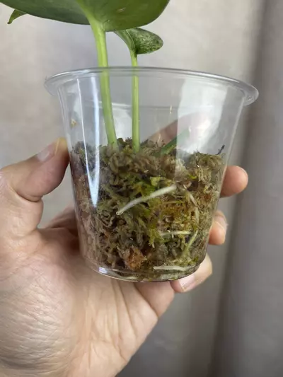 plant/scindapsus nagara 3 nodes active growth-3-thumbnail