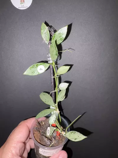 plant/Lagunosa light green splash-0-thumbnail