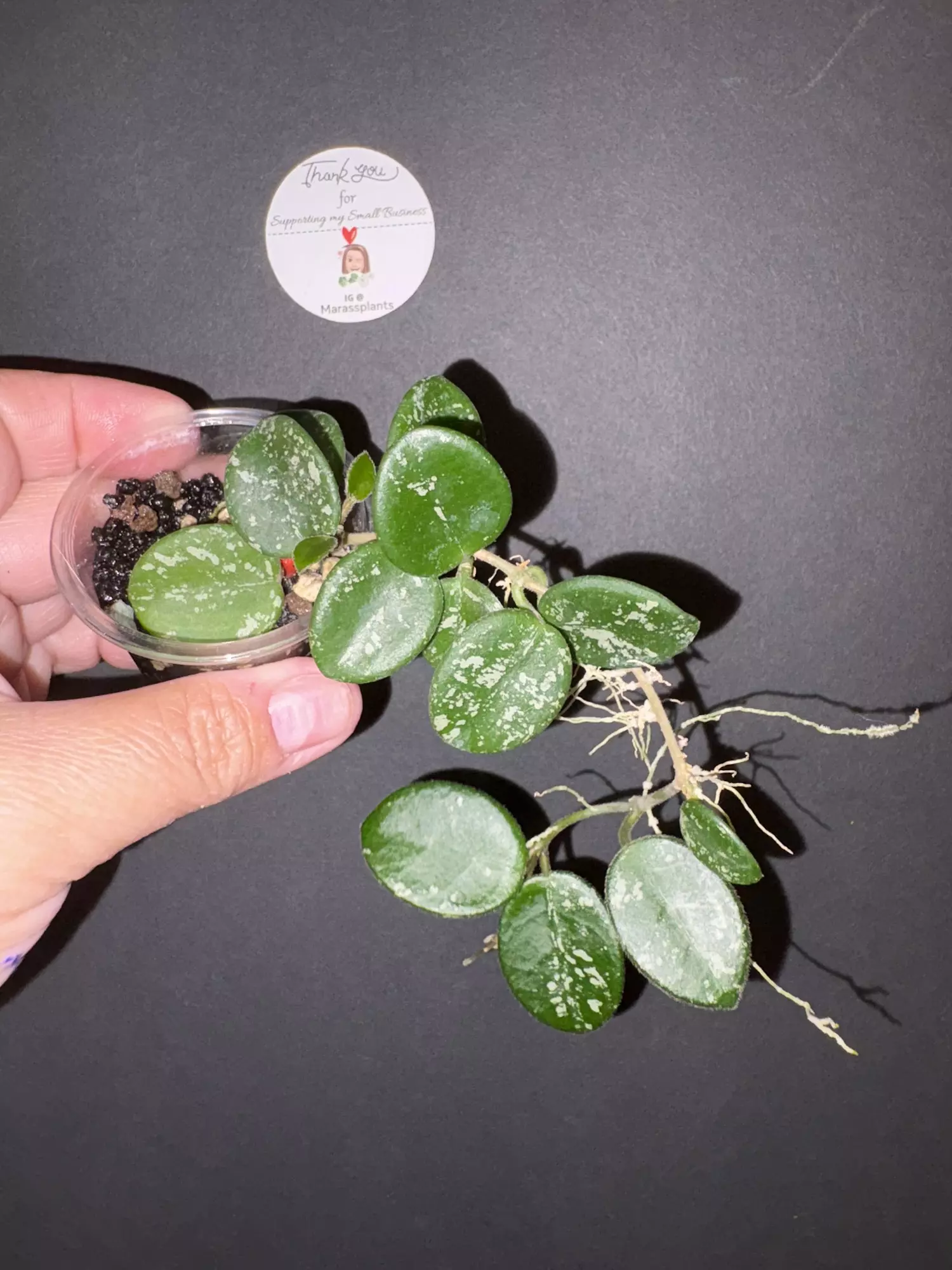 plant/Mathilde splash-0