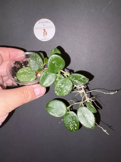 plant/Mathilde splash-0-thumbnail