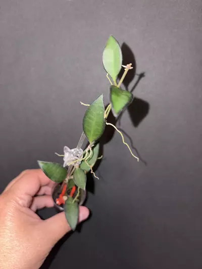 plant/Hoya rosita-0-thumbnail