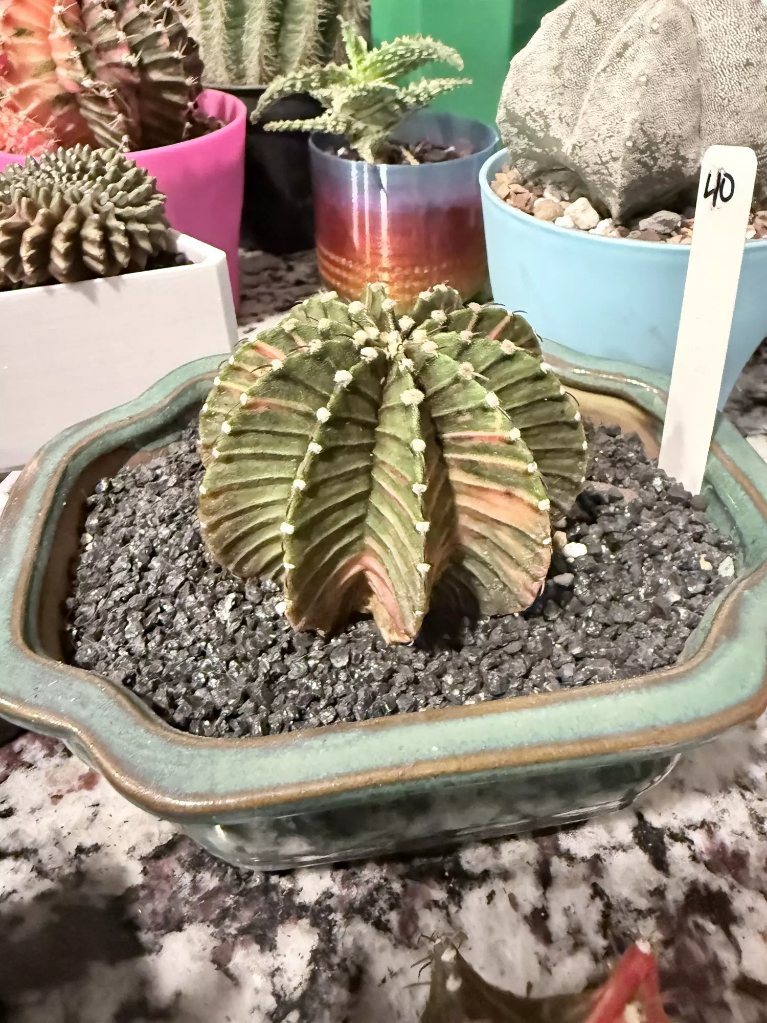 plant/0011 Beautiful Gymno LB2178 Variegated-0