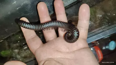 plant/Spiropoeus fischeri-2-thumbnail