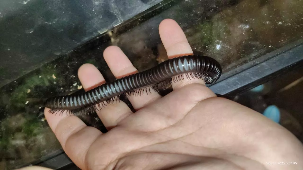 plant/Spiropoeus fischeri-1