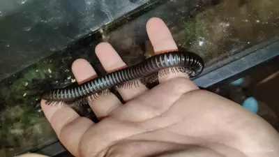 plant/Spiropoeus fischeri-1-thumbnail