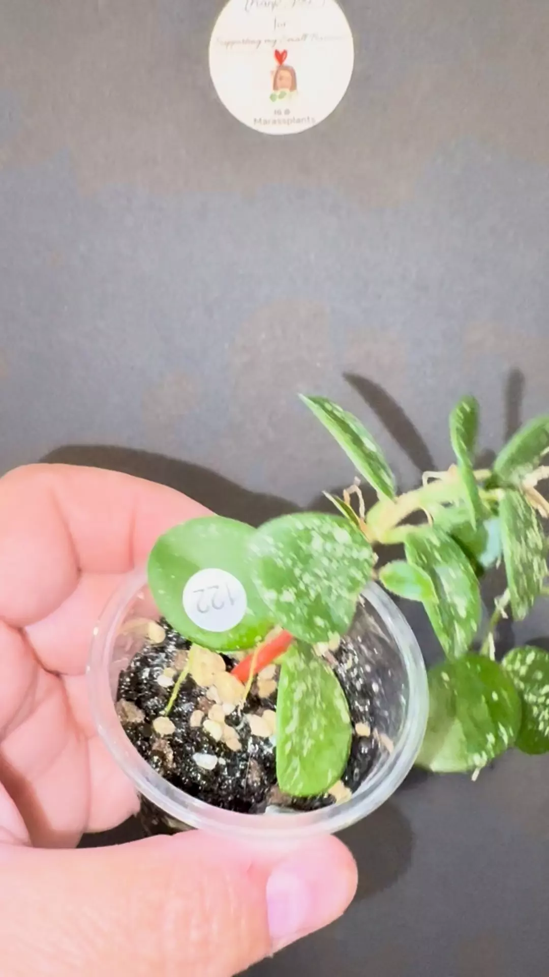 plant/Mathilde splash-1