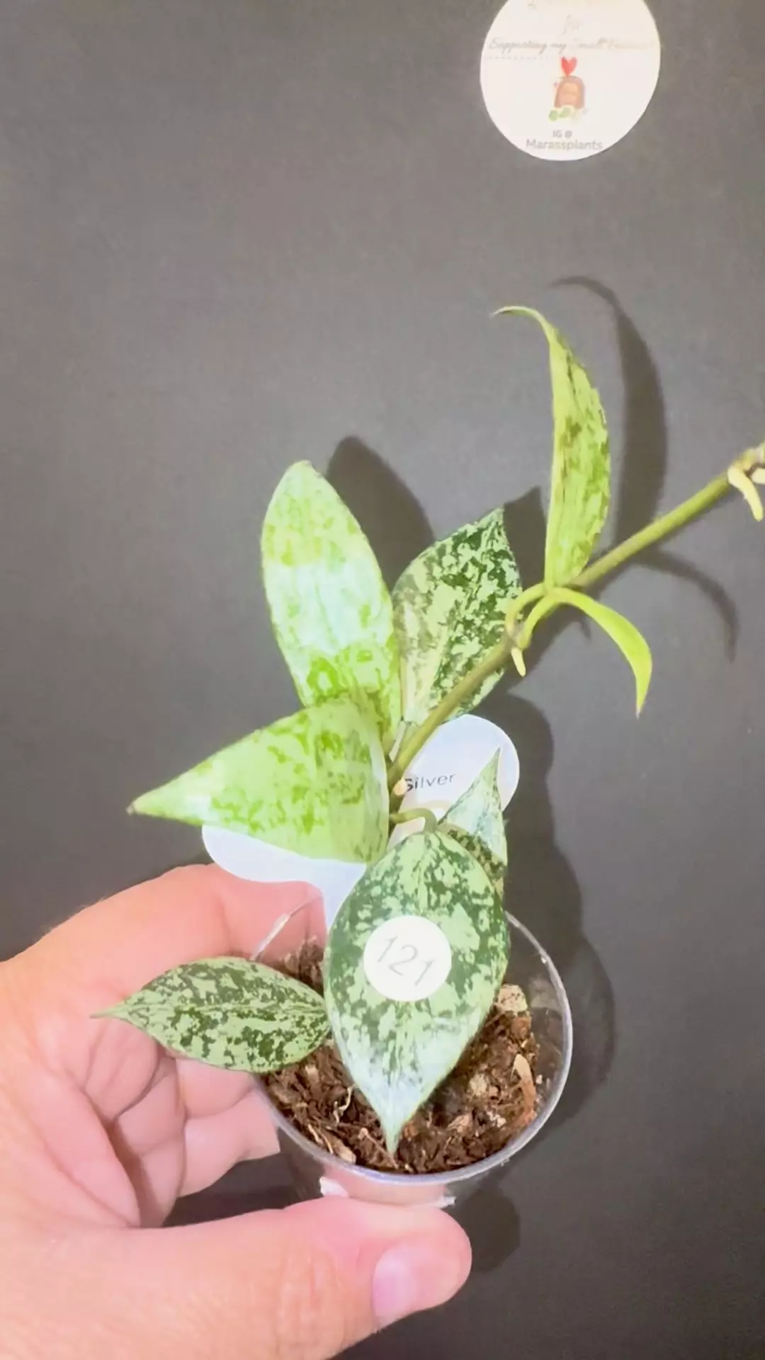 plant/Lacunosa Silver lime-1